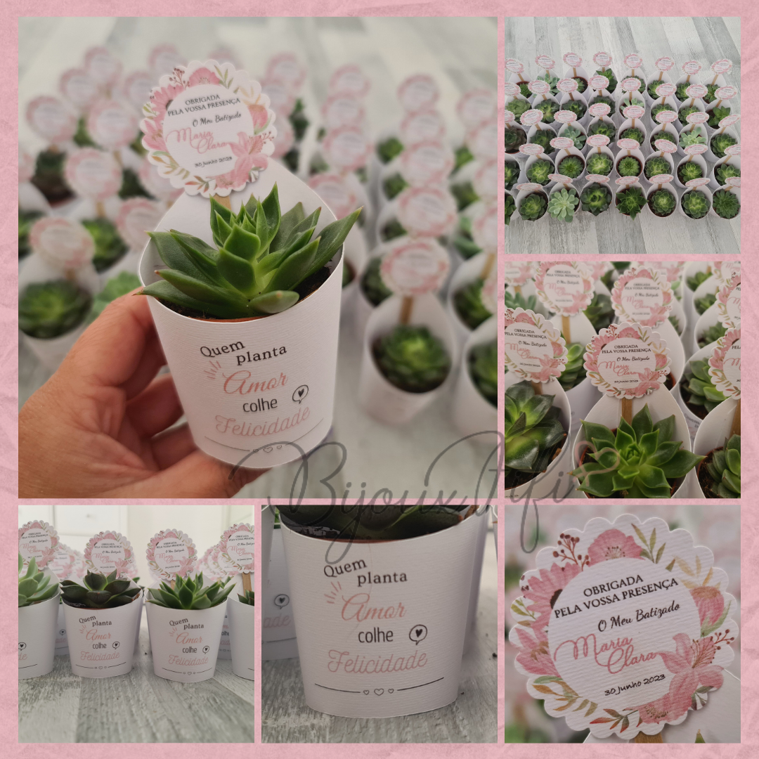 Suculenta em vaso "Pink Garden"