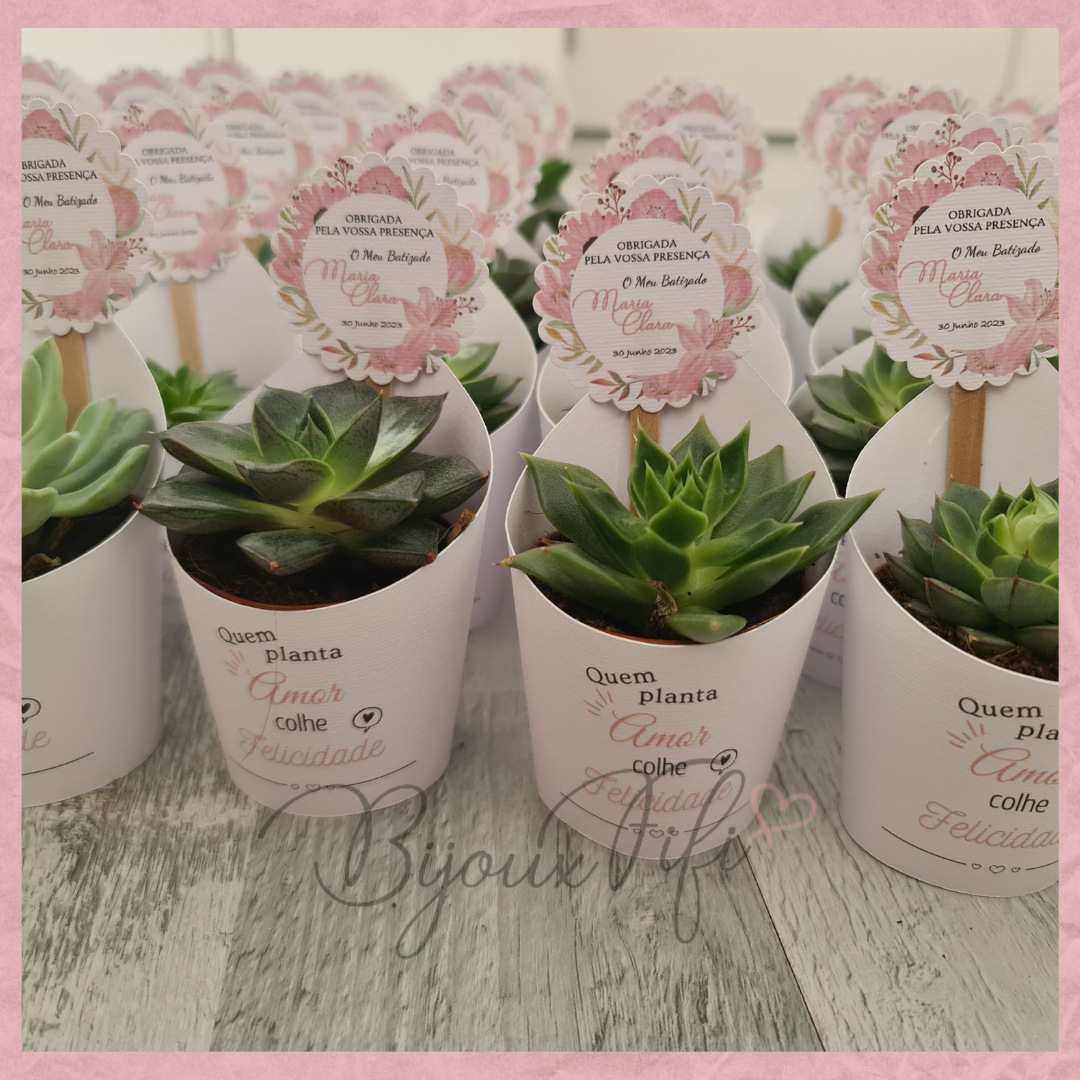 Suculenta em vaso "Pink Garden"