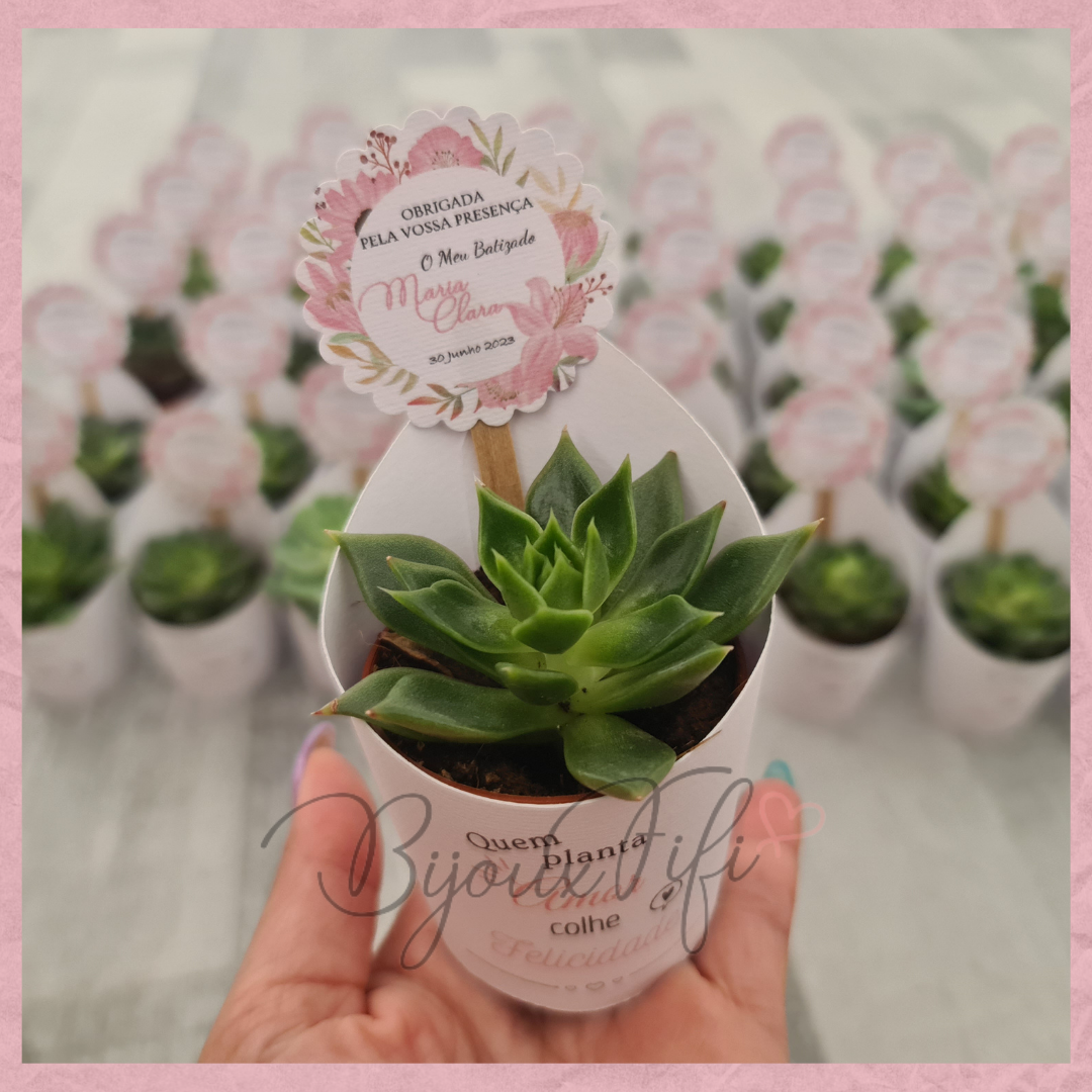 Suculenta em vaso "Pink Garden"