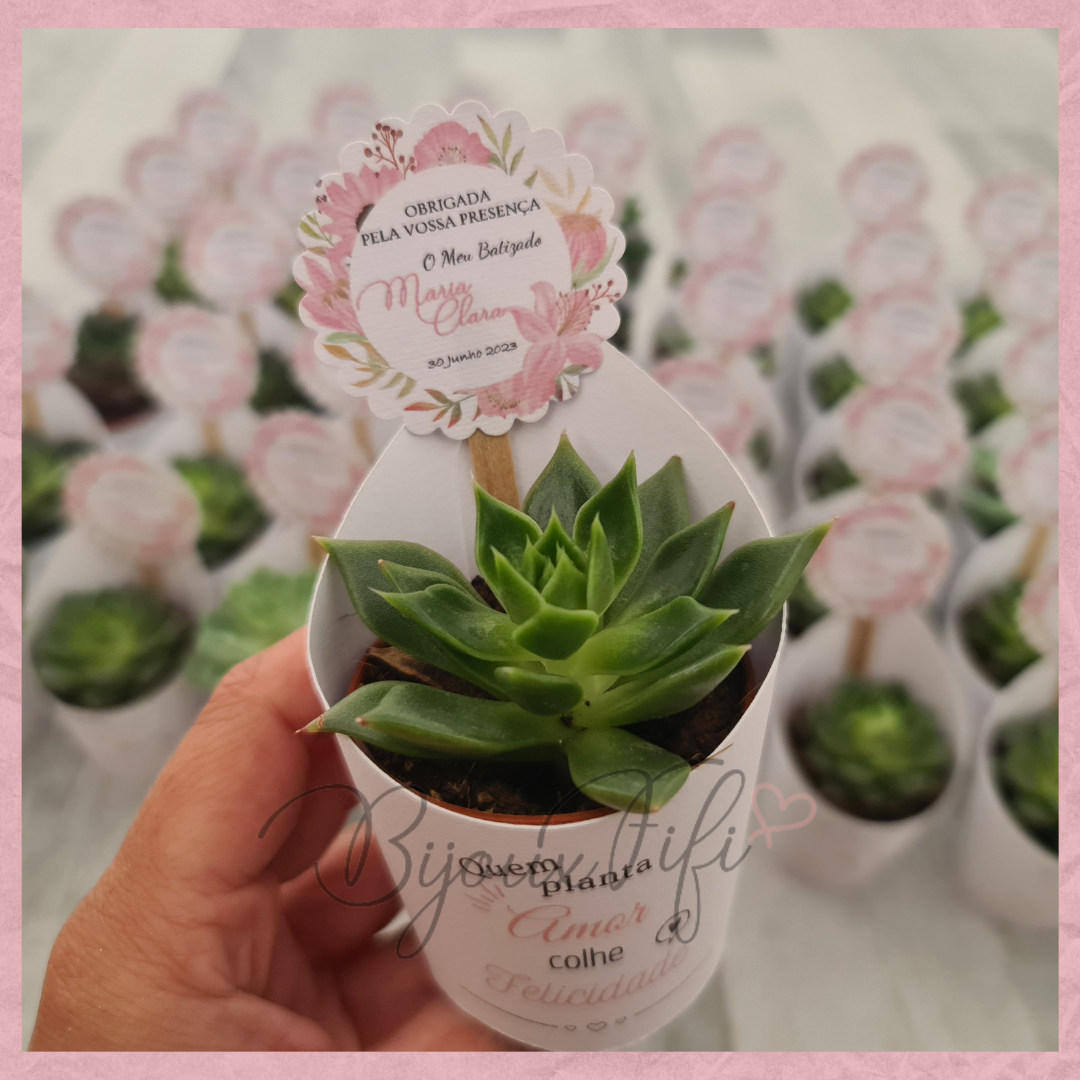 Suculenta em vaso "Pink Garden"