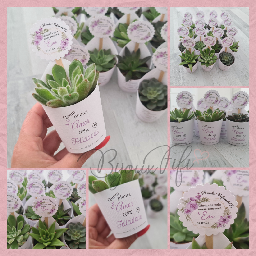 Suculenta em vaso "Lilac Garden"