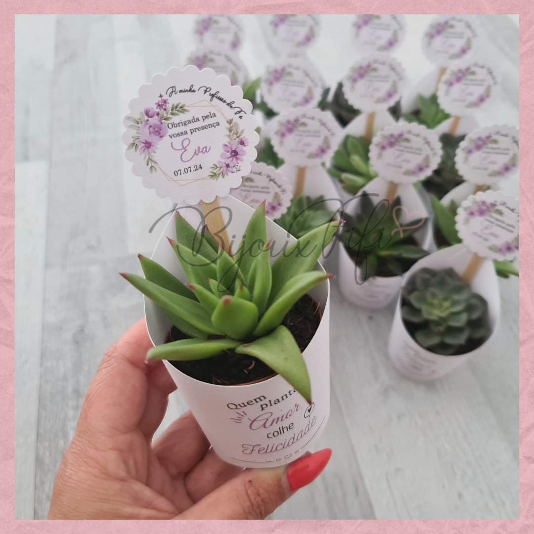 Suculenta em vaso "Lilac Garden"